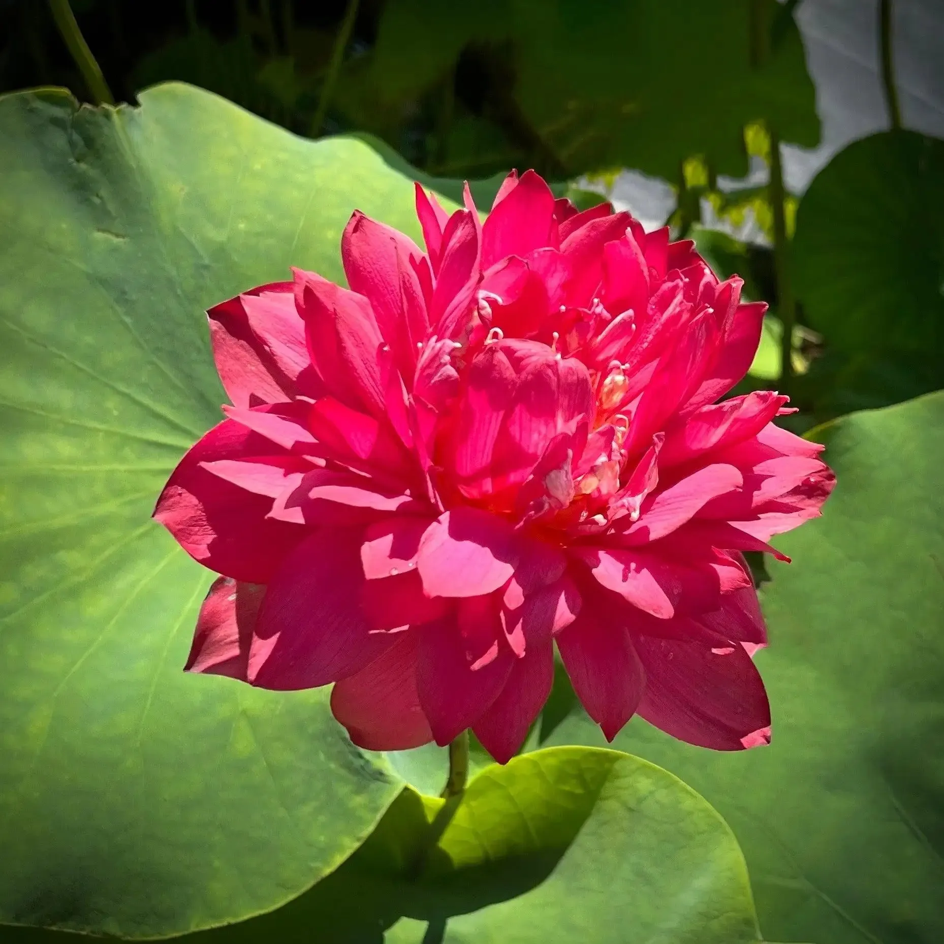 2024 Beauty in Autumn Lotus (Bare Root)