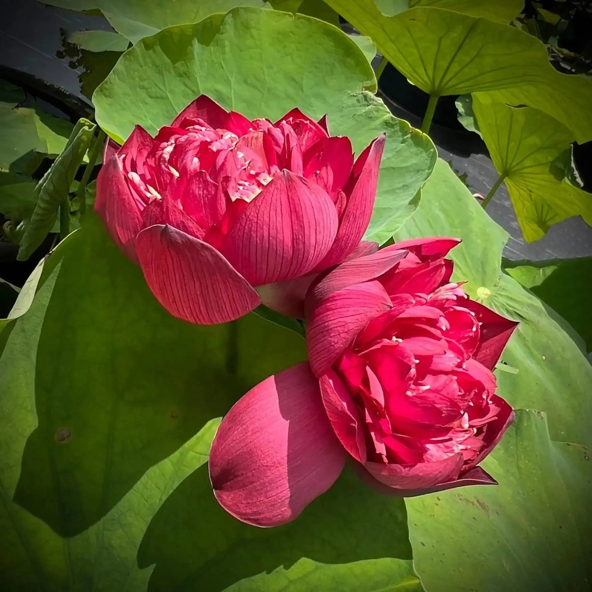 2024 Beauty in Autumn Lotus (Bare Root)