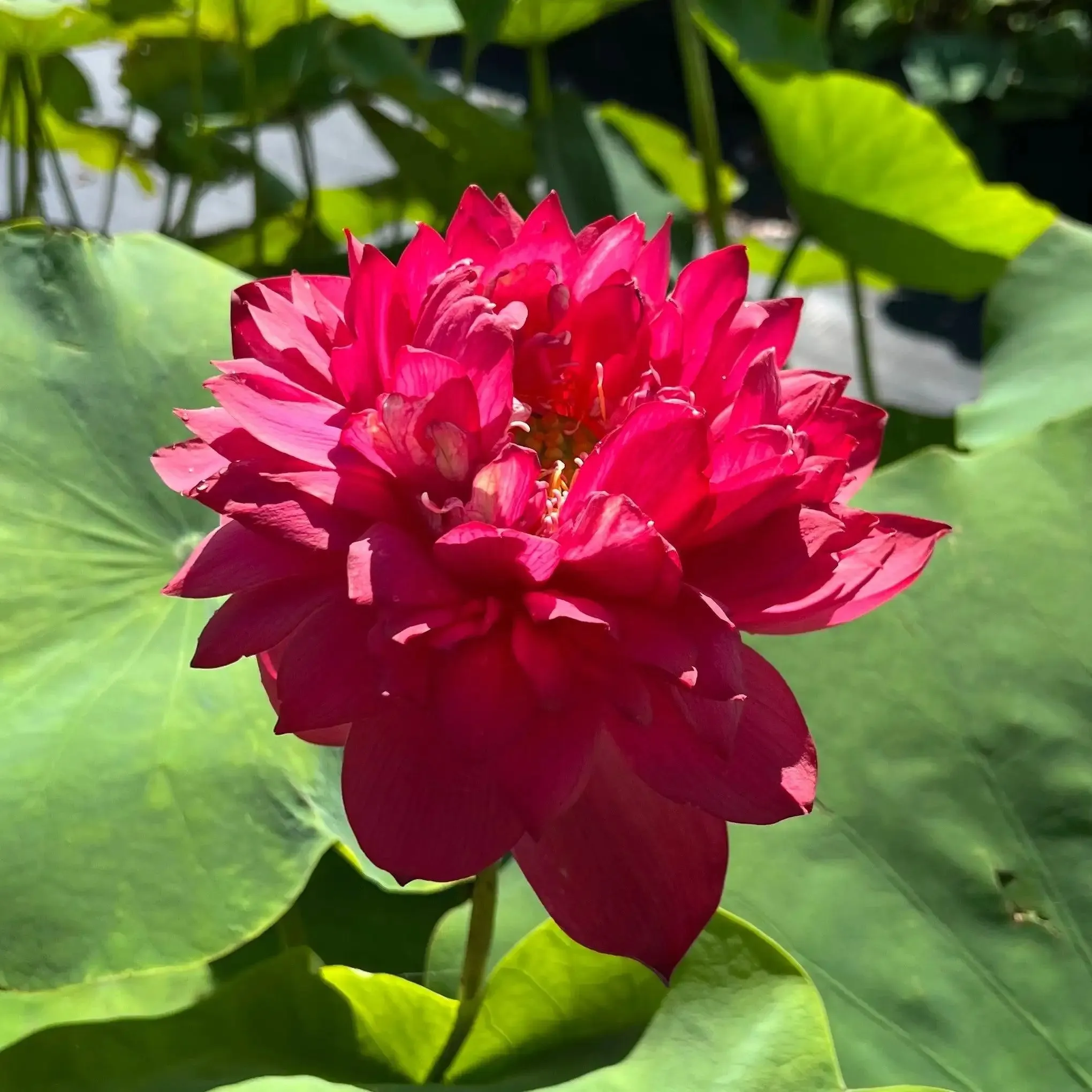 2024 Beauty in Autumn Lotus (Bare Root)