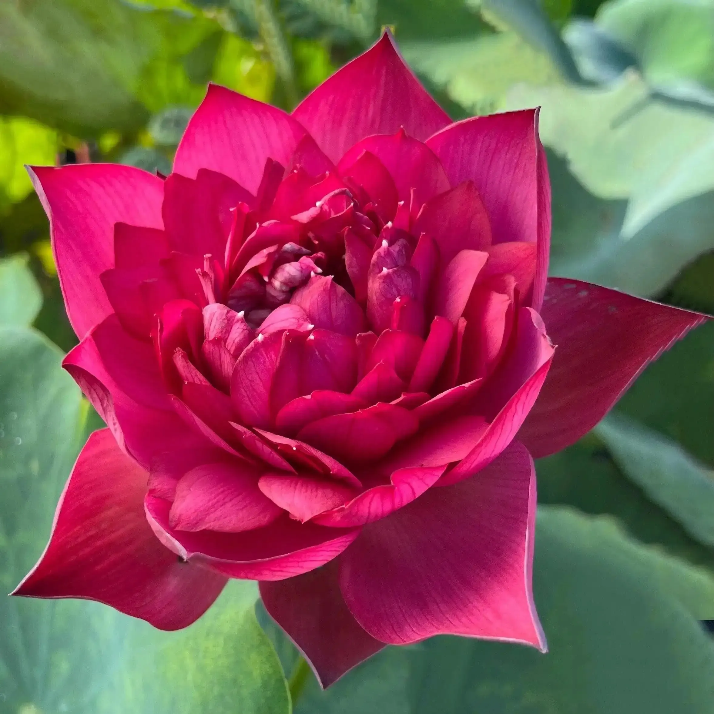 2024 Beauty in Autumn Lotus (Bare Root)