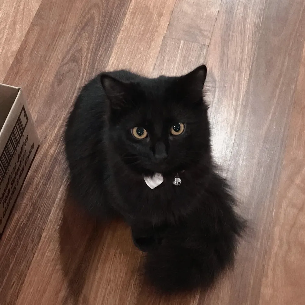 Black Cat Sticker