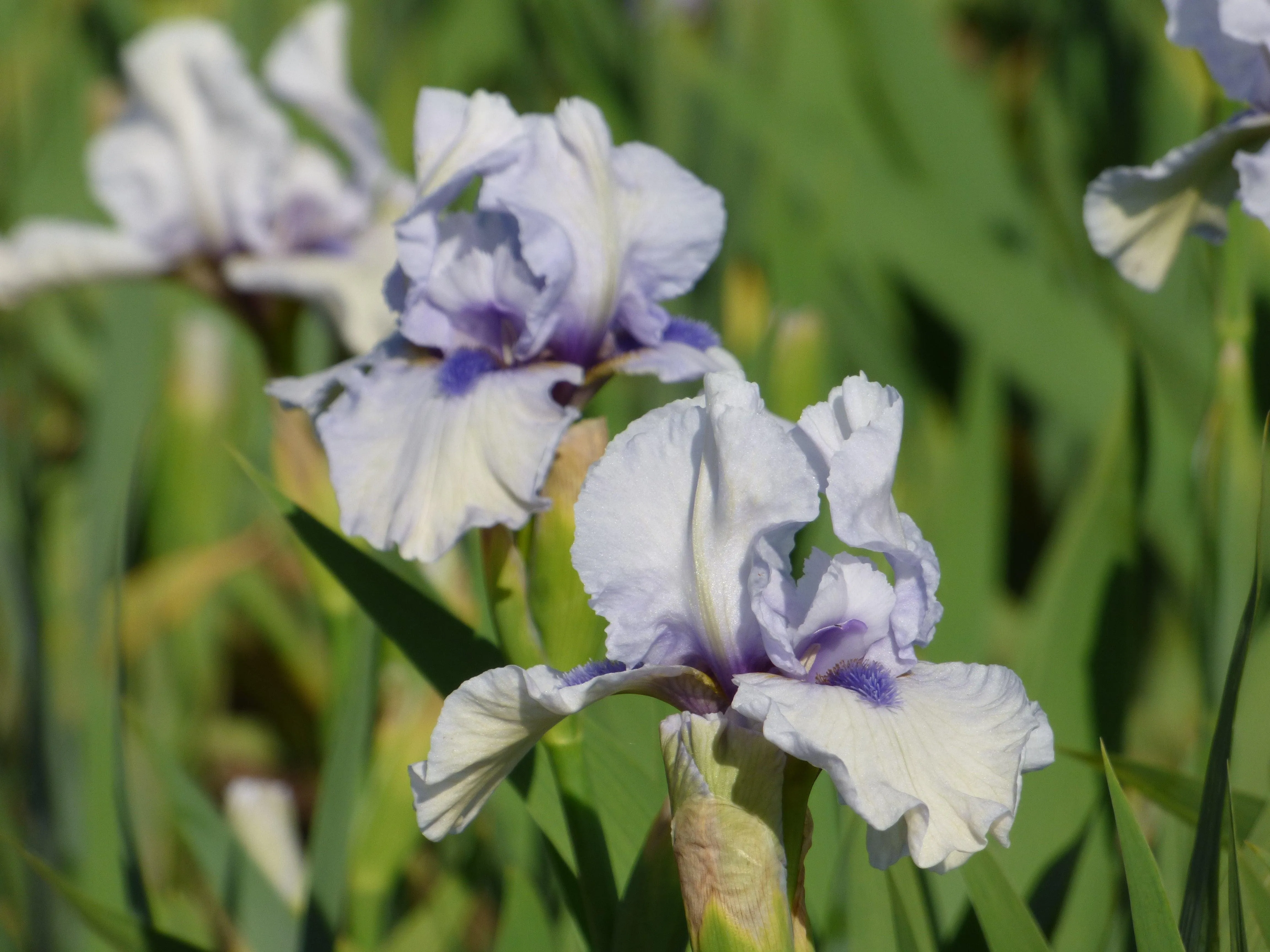 Blue Flirt