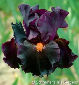 Dracula's Kiss