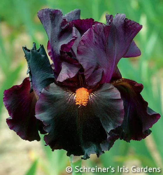 Dracula's Kiss