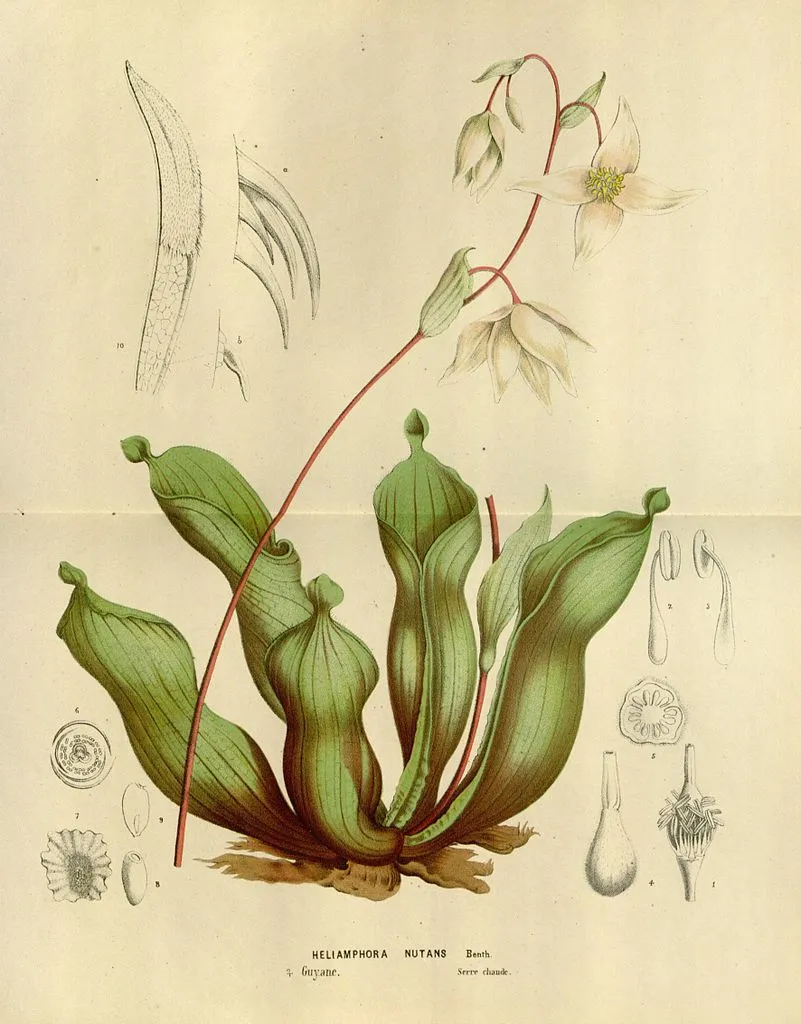 Heliamphora nutans