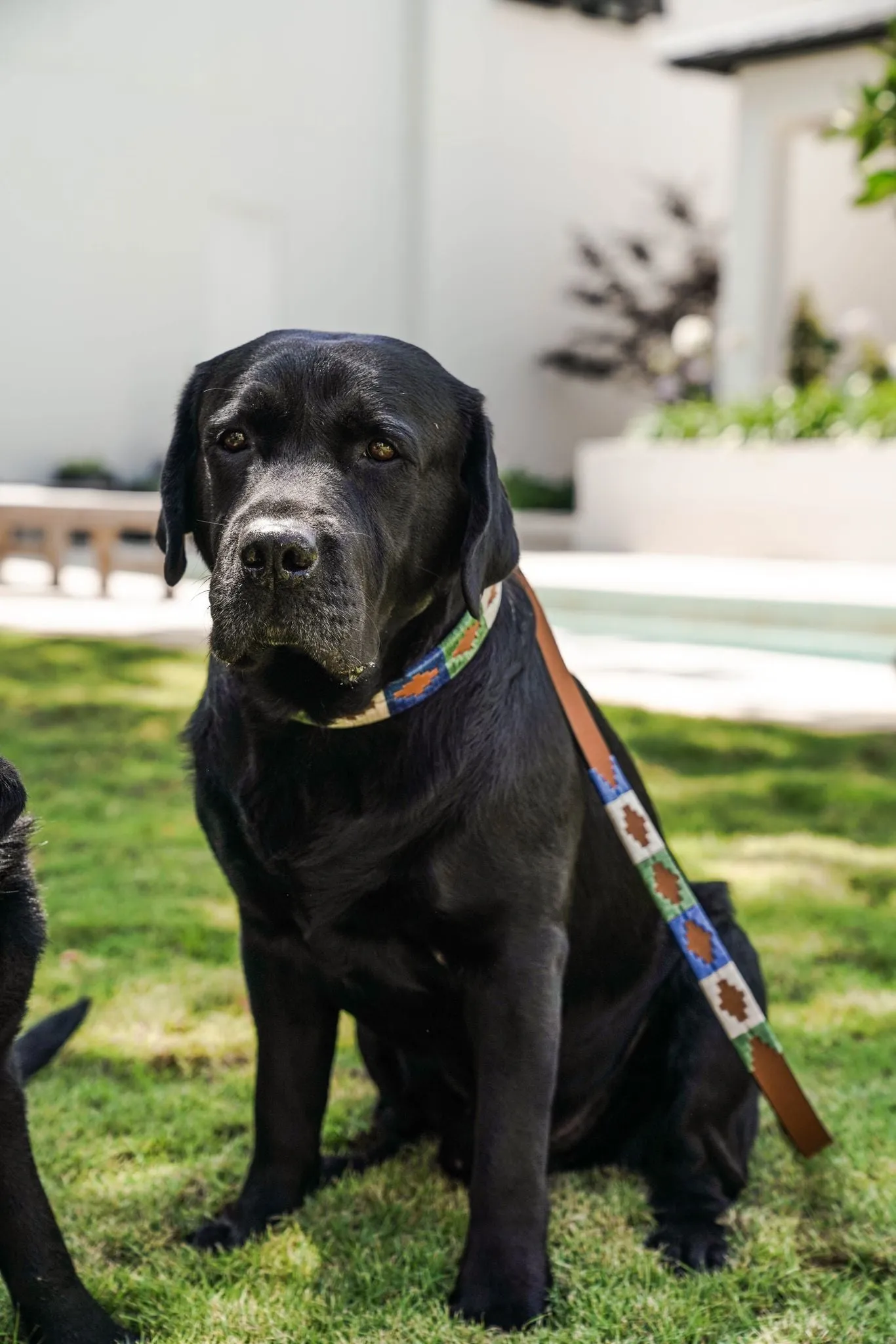Huck & Harlowe Dog Collar