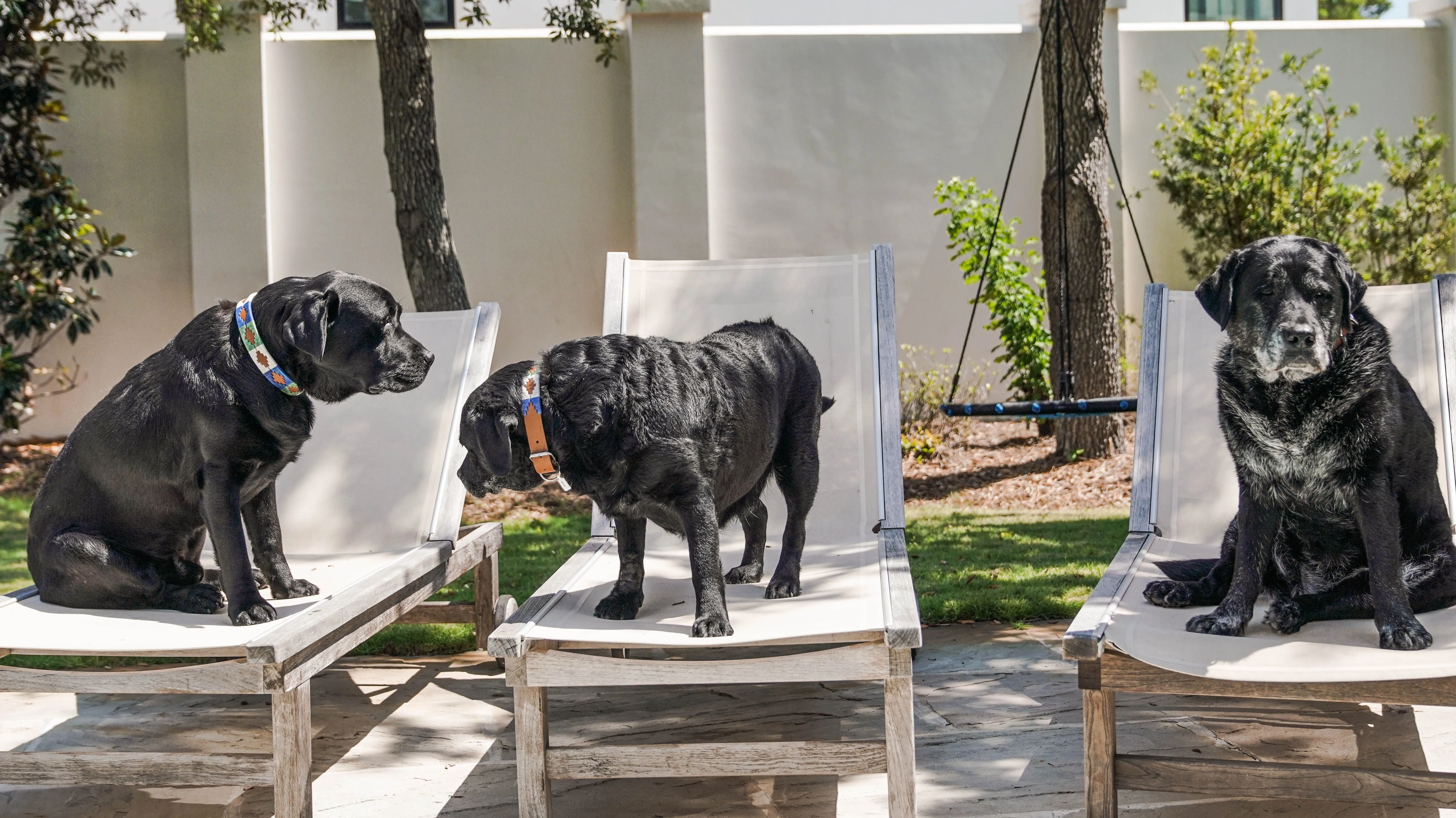 Huck & Harlowe Dog Collar