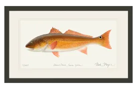 Redfish, 15 lbs. Print